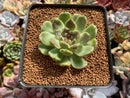Echeveria Agavoides 'Amethyst' 2" Succulent Plant