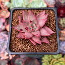 Echeveria Agavoides 'Sirus' 2" Succulent Plant