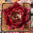 Echeveria Agavoides 'Jessie' 3" Succulent Plant