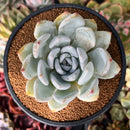 Echeveria 'Ivory' 3" Powdery Succulent Plant