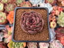 Echeveria 'La Rose' 1" Succulent Plant