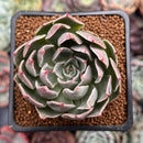 Echeveria 'Shanarae 2" Air Magic Hybrid Succulent Plant