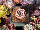 Echeveria 'Blue Surprise' 1" Succulent Plant