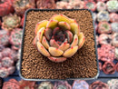 Echeveria 'Kainos' 2"-3" Succulent Plant