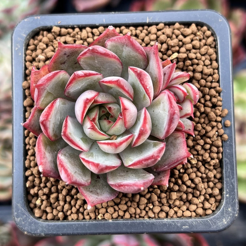 dragon succulent Echeveria Agavoides 'Pink Dragon' 1" Cluster Succulent Plant