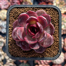Echeveria 'Blackroy' 2" Succulent Plant