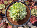 Echeveria 'Pansy' Crested 3"-4" Succulent Plant