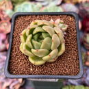 Echeveria 'Lemon Tree' 2" Air Magic Hybrid Succulent Plant