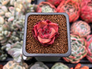 Echeveria Agavoides 'Taurus' 1" Succulent Plant