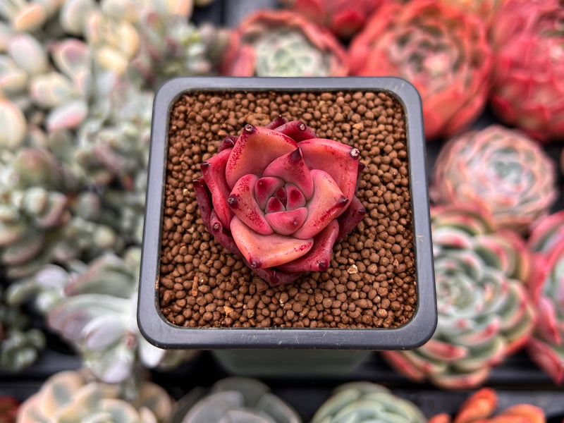 taurus succulent Echeveria Agavoides 'Taurus' 1