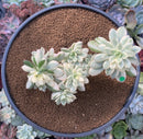 Echeveria 'Minibelle' Variegated Cluster 4"-5" Succulent Plant