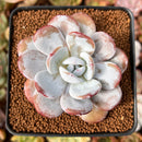 Echeveria 'Laui' 2" Powdery Succulent Plant