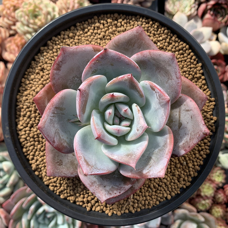 big purple succulent Echeveria 'Purple Giant' 4" Powdery Succulent Plant – True Succulents Plant Co