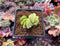 Haworthia Truncata Variegated 1"-2" Succulent Plant