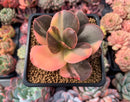 Echeveria 'Primadonna' Variegated
