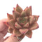 Echeveria Agavoides 'Planetary Stars' 2" Succulent Plant