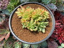 Echeveria Agavoides 'Maria' Crested 4" Succulent Plant