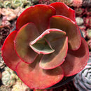 Echeveria 'Opal Moon' 4" Succulent Plant
