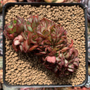 Echeveria 'Yangjin' Crested 3" Succulent Plant