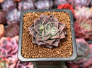 Echeveria 'Water Drop' 1" New Hybrid Succulent Plant