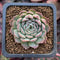 Echeveria 'Charles Rose' 1" Succulent Plant