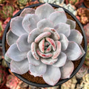 Echeveria 'Cream Tea' 4" Powdery Cutting Succulent Plant