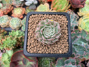 Echeveria 'Margaret' Variegated 1" Succulent Plant