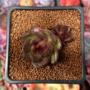 Echeveria 'Coco Jelly' 1" Succulent Plant
