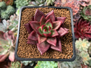 Echeveria Agavoides 'Magic Crown' 2" Succulent Plant