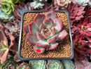 Echeveria 'Glam Pink 1"-2" Succulent Plant