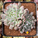 Echeveria 'Revolution' 2" Cluster Succulent Plant