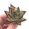 Echeveria Agavoides  Ebony 2” Rare Succulent Plant