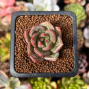 Echeveria 'White Champaign' 1" Succulent Plant