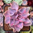 Echeveria 'Rainbow' Variegated 3" Succulent Plant