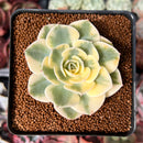 Echeveria 'Compton Carousel' 2" Succulent Plant