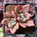 Echeveria 'Baekya' 2" Succulent Plant