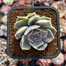 Echeveria 'Vampire Appalosa' 1"-2" Succulent Plant
