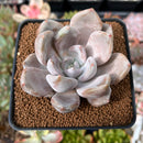 Echeveria 'Jin-Joo-Hee' 2"-3" Powdery Succulent Plant