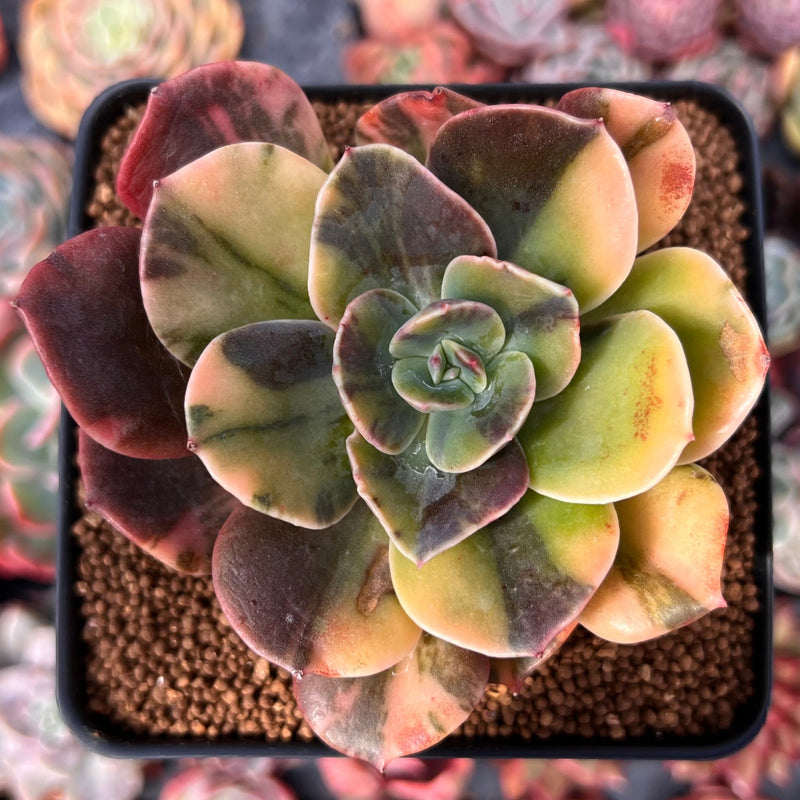 echeveria blue succulent Echeveria 'Blue Metal' Variegated 3" Succulent Plant – True Succulents Plant Co