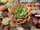 Echeveria Agavoides 'Chou' 4" Succulent Plant