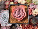 Echeveria 'Dusty Rose' 2" Succulent Plant