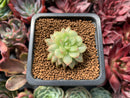 Echeveria 'Golden Mebina' Variegated 1" Succulent Plant