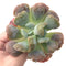 Echeveria 'Hearts Delight' 4" Rare Succulent Plant