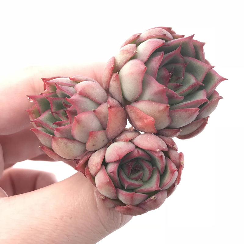 Echeveria ‘Pink Dragon’ Cluster 3” Rare Succulent Plant