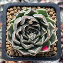 Echeveria 'Mandella' 2" New Hybrid Succulent Plant
