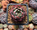 Echeveria 'Icoiris' 1" Succulent Plant