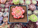 Echeveria 'Starmark' 2" Succulent Plant