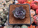 Echeveria 'Black Bear' 1"-2" Succulent Plant