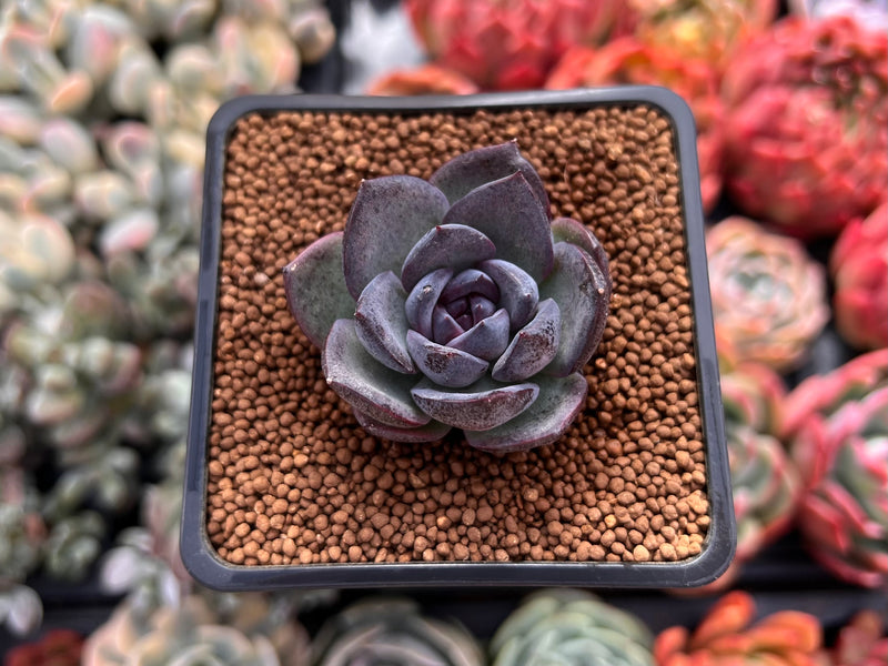 Echeveria 'Black Bear' 1