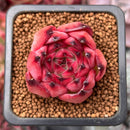 Echeveria Agavoides 'Fire Pillar' 1" Succulent Plant